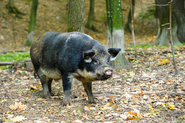 Wild boar in forest
