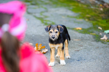 playful puppy