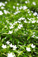 Fototapeta na wymiar close up asian white flower in garden