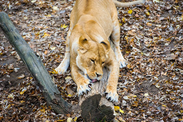 Lion
