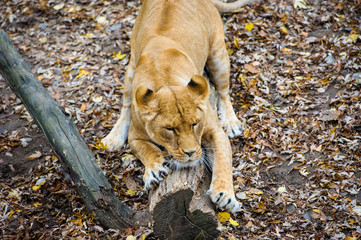Lion