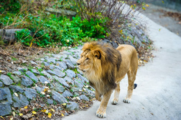 Lion