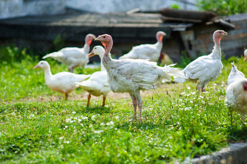 Obraz premium young turkey on a farm