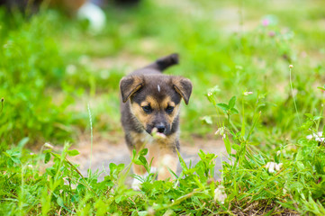 puppy 2 months