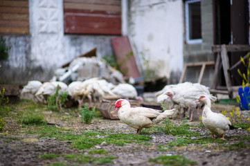 Duck on a farm