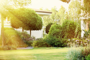 Beautiful tree at park