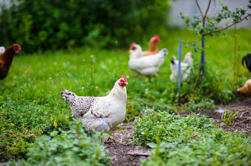 chickens