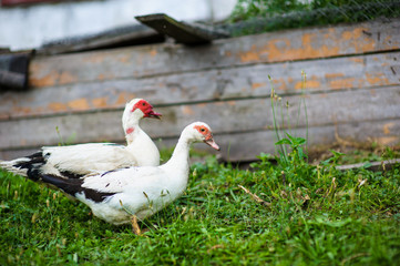 Duck on a farm