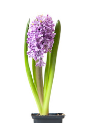 hyacinth