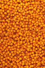 sea-buckthorn