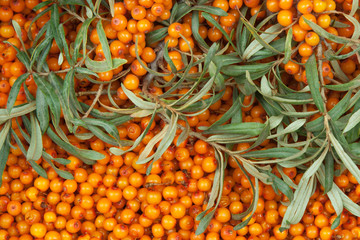 sea-buckthorn