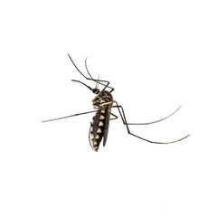 Mosquito isolated on white background