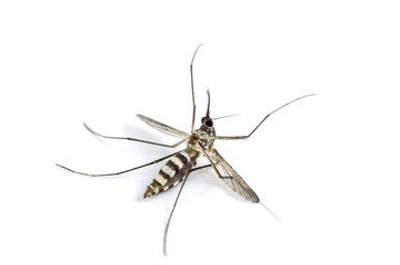 Mosquito isolated on white background