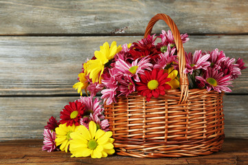 Beautiful chrysanthemum in basket on wooden background