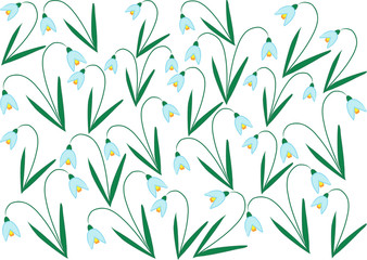 color vector snowdrop flowers on white background