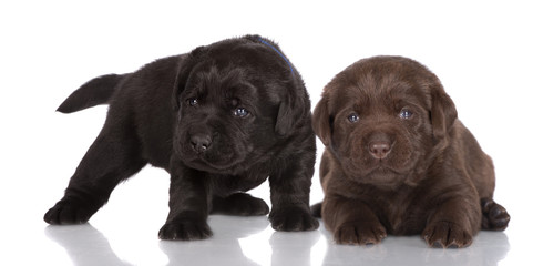 black and brown labrador retriever puppies