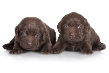 two chocolate labrador retriever puppies