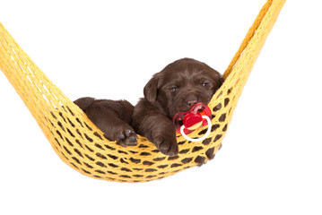 cute little puppy in a hammock with pacifier