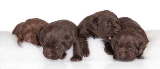 four adorable brown puppies