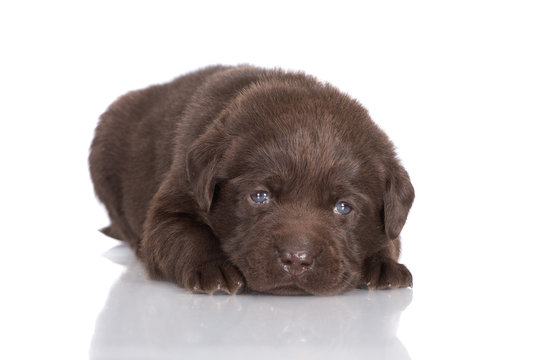 sad chocolate labrador retriever puppy