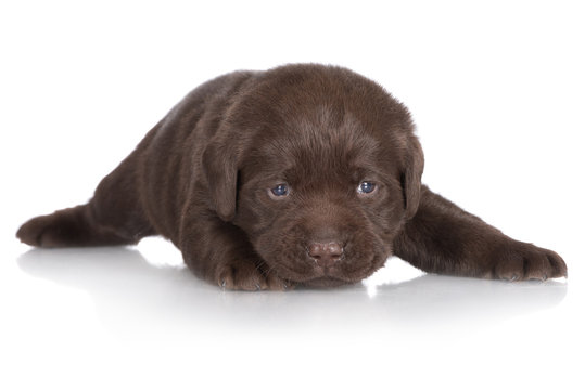 chocolate labrador puppy
