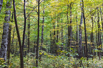 Autumn beech forest landscape