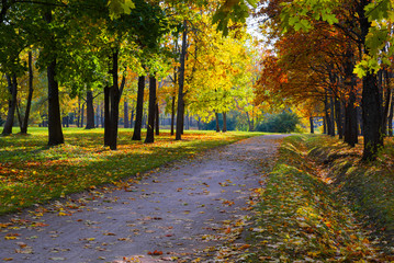 Fototapeta premium Sun shining through the trees on a path