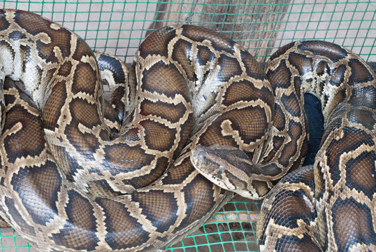 Python