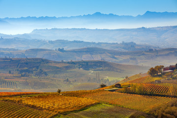 Vineyards and foggy hills in Italy.