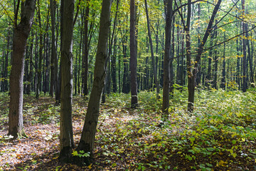 Morning sun rays in the autumn forest