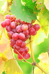 Bunches of ripe grape on plantation closeup