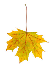 Autumn leaf isolated on white