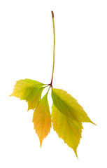 Autumn leaves isolated on white