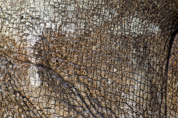 Fototapeta premium rhino skin texture
