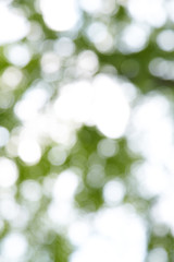 Obraz premium blur green background from tree in sun light
