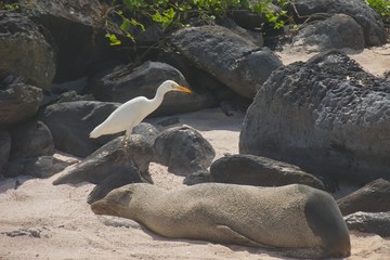 Snowy Egret with Sea Lion in Galapagos Islands