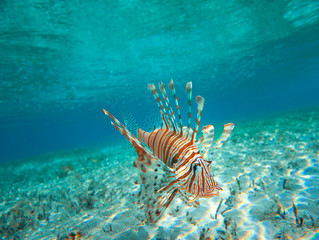 Lion Fish