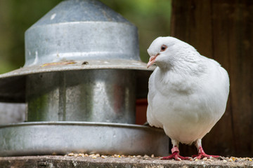 White pigeon dove sat by feeder