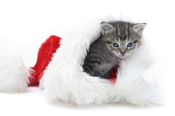 Christmas kitten