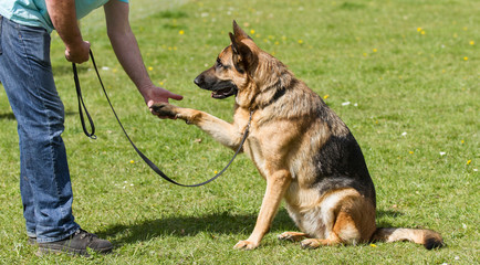 German Shepherd Dog sat giving paw - obrazy, fototapety, plakaty