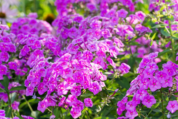 Pink Phlox flower - genus of flowering herbaceous plants