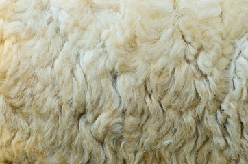 Sheep fur texture