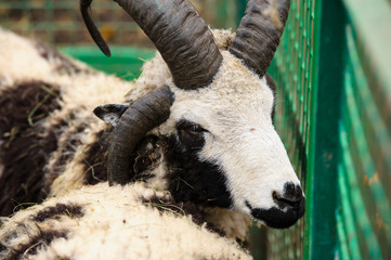 four horned sheep