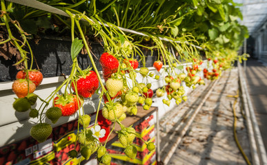 Fototapeta na wymiar Strawberries growing in a modern glasshouse