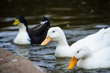 Ducks floats on water