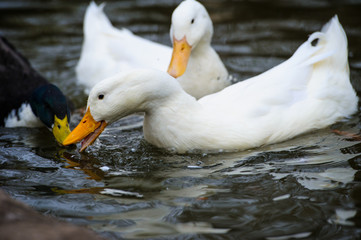 Ducks floats on water