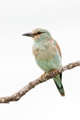 A wild European Roller bird perched on a small branch