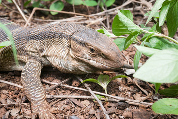 A wild Rock Monitor lizard resting in the bush