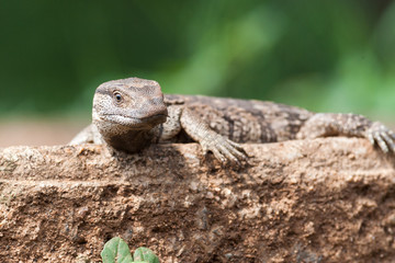 A wild Rock Monitor lizard rubbing itself on a rock
