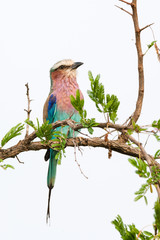 A wild Lilac-breated Roller bird perched on a branch